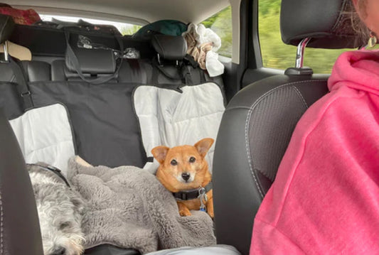 Packing for Dog Travel by Car from Ireland to Europe via Ferry
