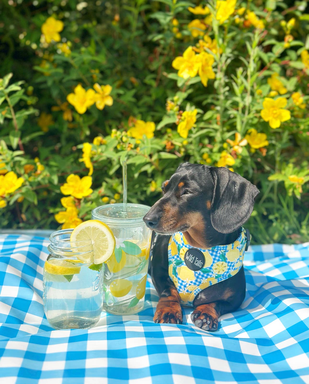 Wild Tails Co - Lemon Squeezy Harness - Medium