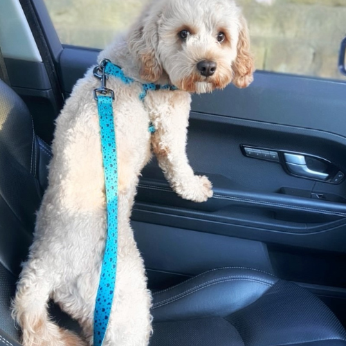 Dog Seatbelt Car Restraint - Keep It Teal by Charlie & Co