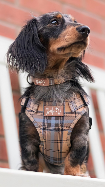 Charlie & Co - Adjustable Dog Collar, Check Him Out - 2