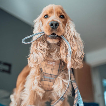 Charlie & Co - Dual Handled Dog Lead - Check Him Out