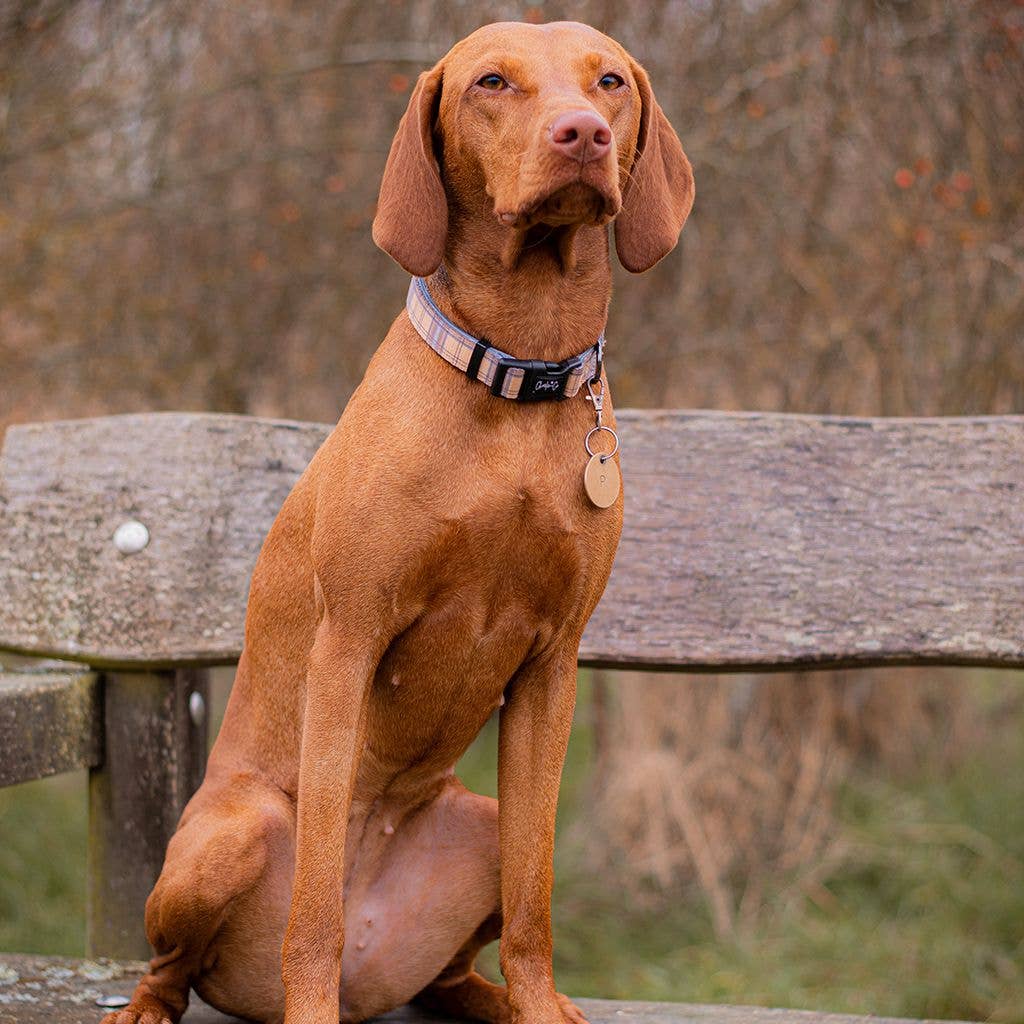 Charlie & Co - Adjustable Dog Collar, Check Him Out - 2