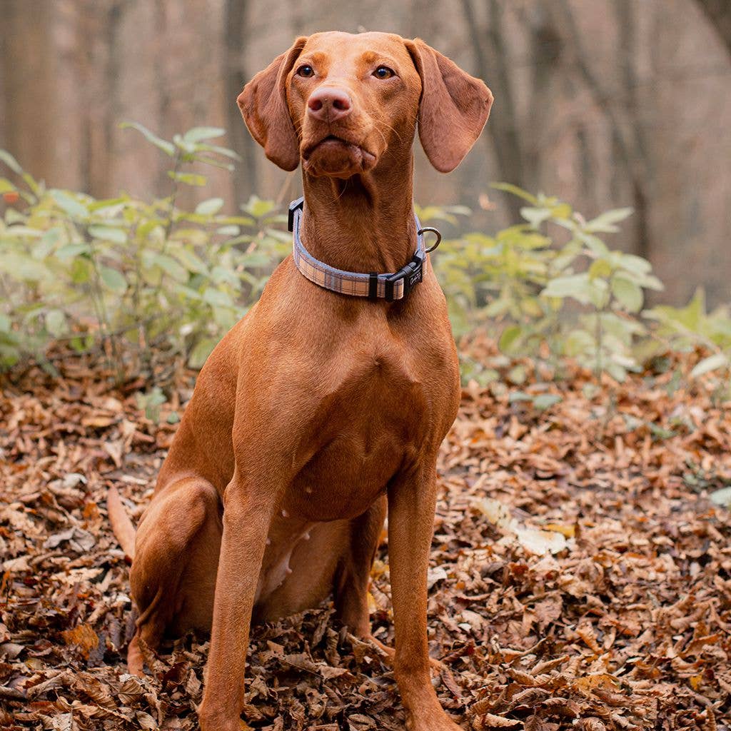 Charlie & Co - Adjustable Dog Collar, Check Him Out - 3