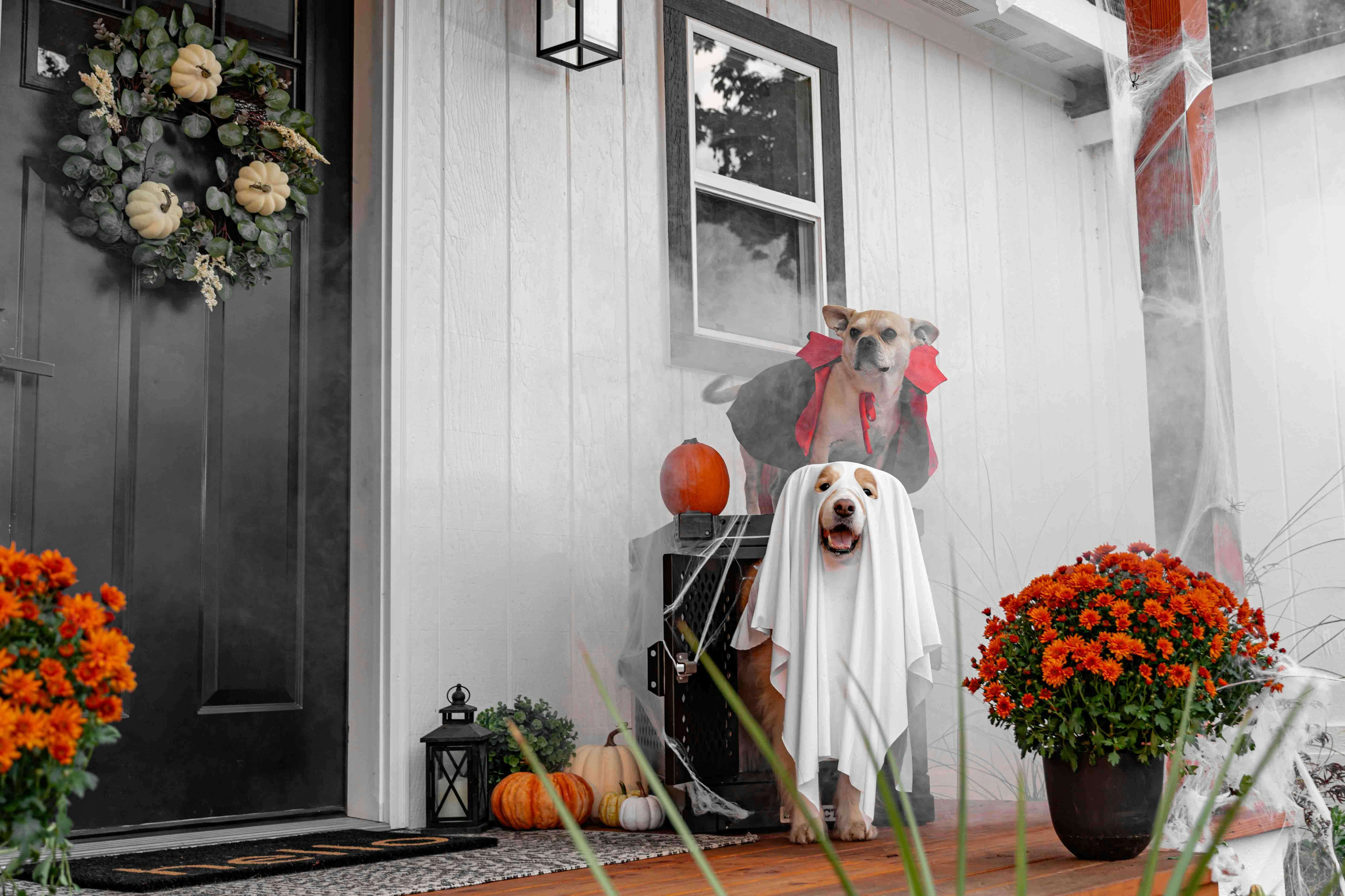 HALLOWEEN IS COMING