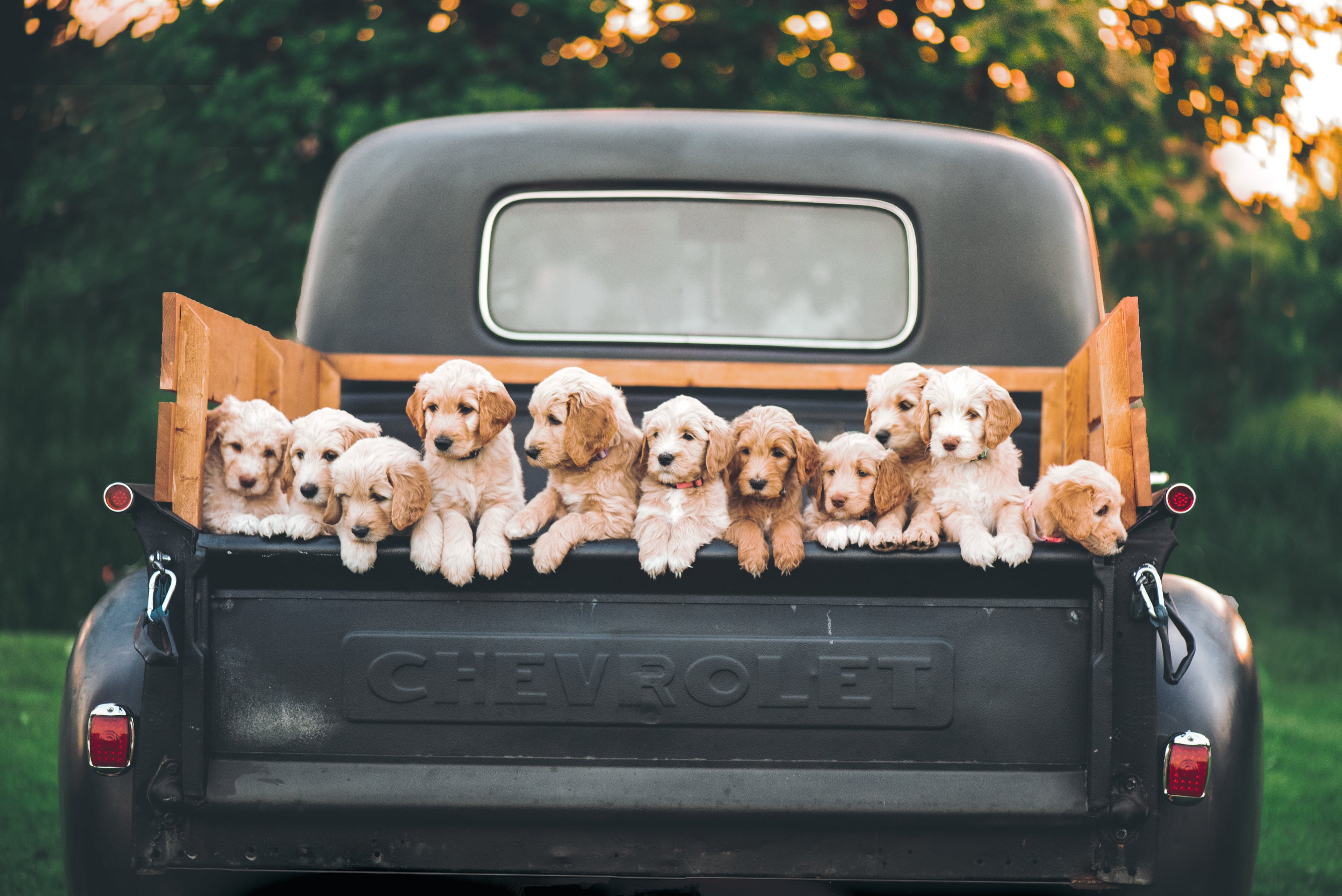 11 Puppies leaning on back of a pickup truck