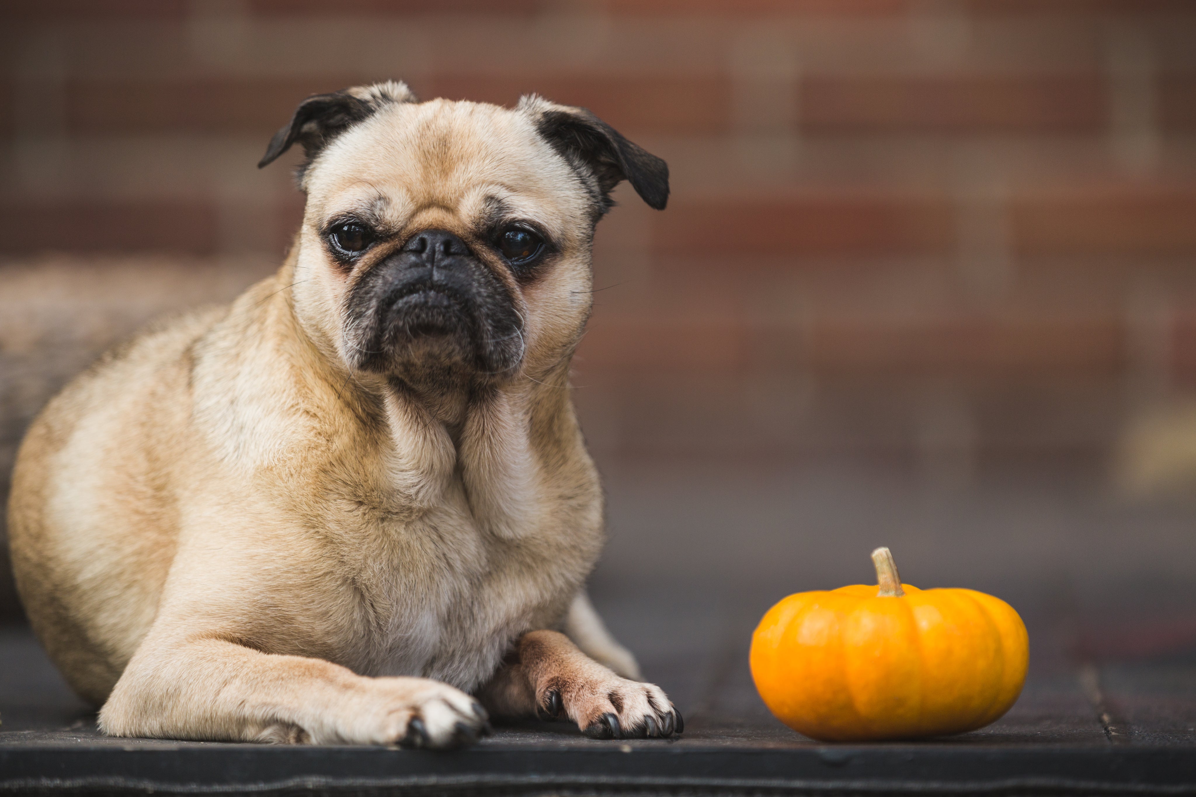 Hello Halloween!